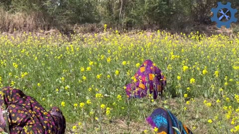 Pakistani Sindhi Women Morning Routine Life In Village II Village Life In Sindh