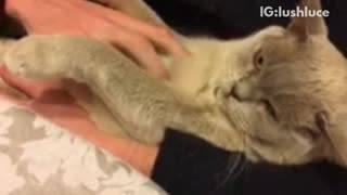 Grey cat lays on black shirt owner's lap and gets belly scratched