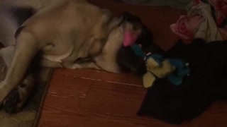 Dog playing with Dinosaurs Toy