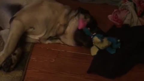 Dog playing with Dinosaurs Toy
