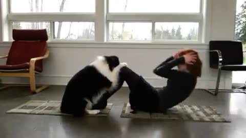 Smart dog with practicing yoga.