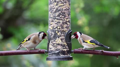 Two beautiful birds Goldfinches Eating
