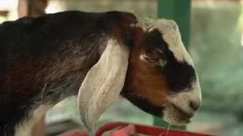 7.Close Up Video of a Goat Eating Grass
