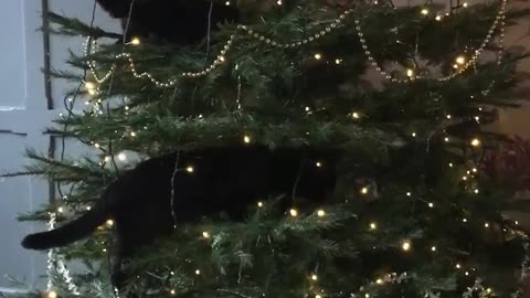 Cats climb & play with Christmas tree in typical cat fashion