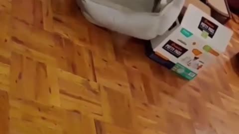 Cat Vs Box - Funny Cat Moments at Home