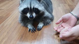 Smart Raccoon realized that his brother was playing pranks.
