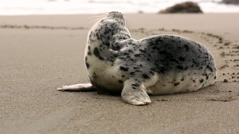 Super cute baby Sealion on the shore