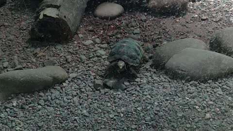 Friendly Little Tortoise