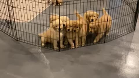 Golden puppy explosion!