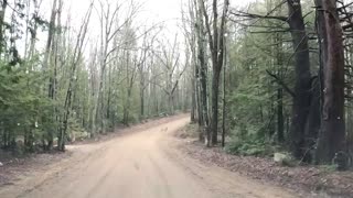 Dirt Road Deer