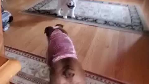 Bulldog plays with puppy Goldendoodle