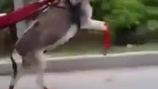 Talented Donkey is driving on two legs without Driver