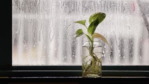 RAINING ON THE WINDOW