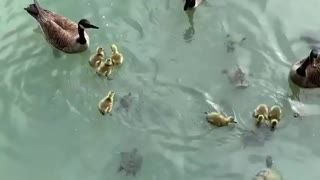 It's a feast for duck and turtle families living in this pond