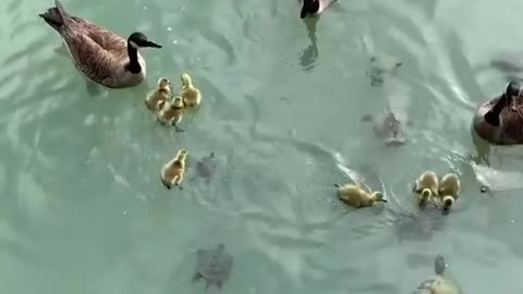 It's a feast for duck and turtle families living in this pond