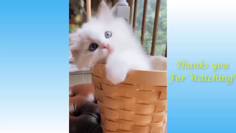 Cat fun time and entertainment funny video in beautiful room