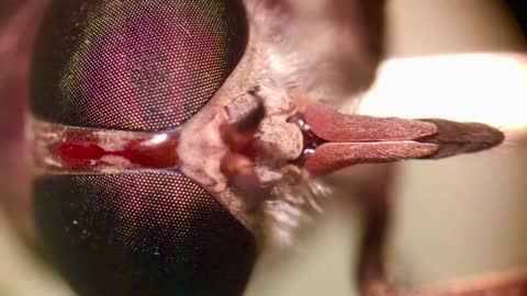 Microscopic Fly Face