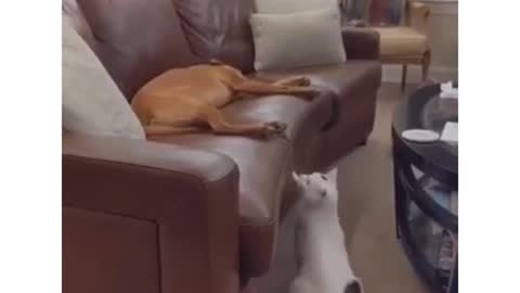 Funniest cat & dogs compilation videos| funny cat trying to awake the sleeping dog