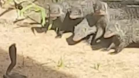 Mongooses Antagonize Small Spitting Cobra