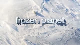 Frozen Planet: Weddell Seals Battle for Air