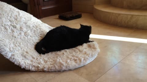 Sid the Cat goes for a carpet ride
