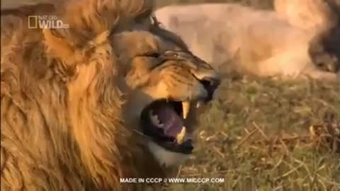 viral lion laughing funny video