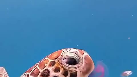 A sea turtles favorite snack!🌊☺️