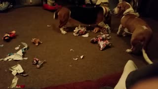 DOGS OPEN CHRISTMAS PRESENTS