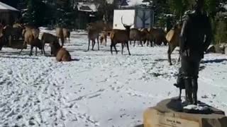 Elk Congregate in Town Park