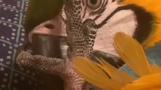 Parrot Gets Embarrassed