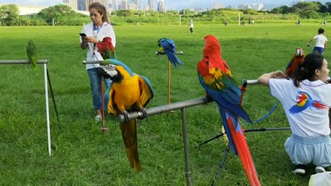 brilliant parrots, smartest parrots.