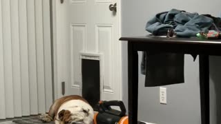 Bulldog Naps In Front Of Doggy Door, Refuses To Let Sisters In House