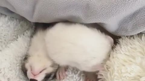 Adorable little squirrel just woke up for beakfast time