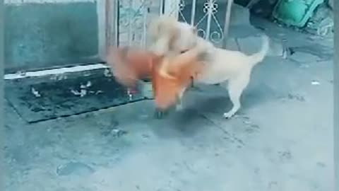 Chicken_vs_Dog_Fight 2022