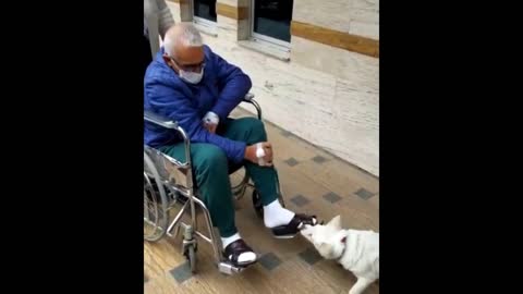 Hospital Dog