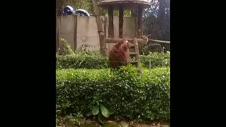 orangutans are like humans