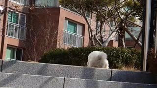 Dogs that climb stairs easily