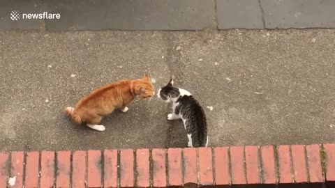 Cats have epic showdown on street