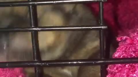 Guy Diamond(newborn foster puppy) uses his kennel as a binky