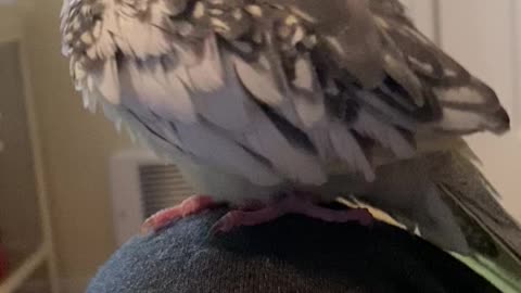 Cockatiel grooms himself