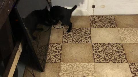 Cat play fetch