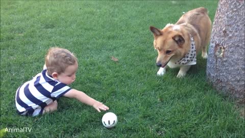 Cute Corgis Playing with Baby Goats