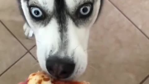 DOGS never fail to make us LAUGH - FUNNY DOGS VIDEOS viral