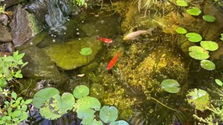 Comet Goldfish Pond