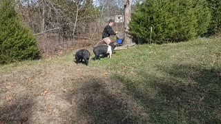Moving the pigs