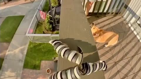 Corgi performs totally unbelievable basketball trick shot