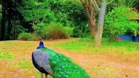 Amazing videos of peacock flaunting their tail