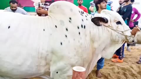 Most beautiful cow in the world