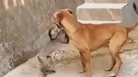 man dog thick full masti 😂 full dog gull enjoy