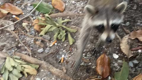 Raccoon Changed his mind